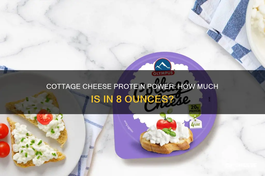 how much protein in 8 oz cottage cheese