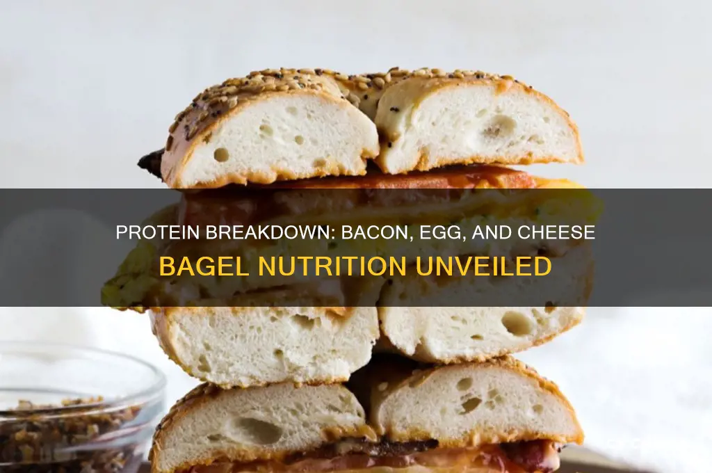 how much protein in a bacon egg and cheese bagel