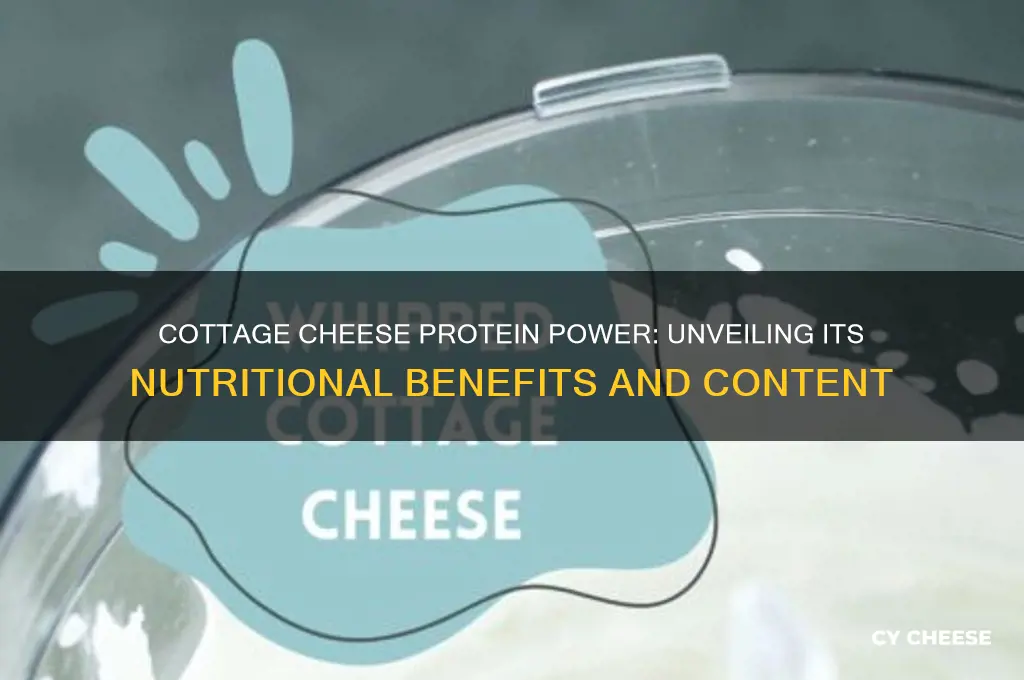 how much protien does cottage cheese have