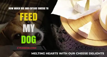 Safe Dog Feeding: Ricotta and Cottage Cheese Portions for Your Pup