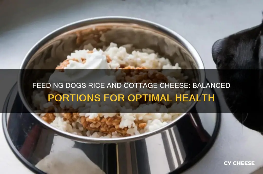 how much rice and cottage cheese to feed dog