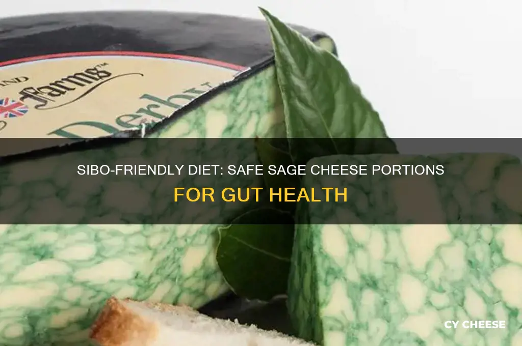 how much saged cheese canyou have sibo