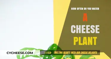 Caring for Your Cheese Plant: Optimal Watering Frequency Guide