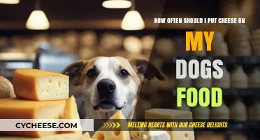 Cheese for Dogs: How Much and How Often?