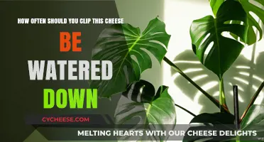 How Often to Water Down Cheese: A Clipping Guide