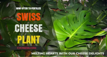 Fertilizing Swiss Cheese Plants: How Often and When?