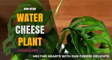 How Often to Water Your Cheese Plant for Optimal Growth