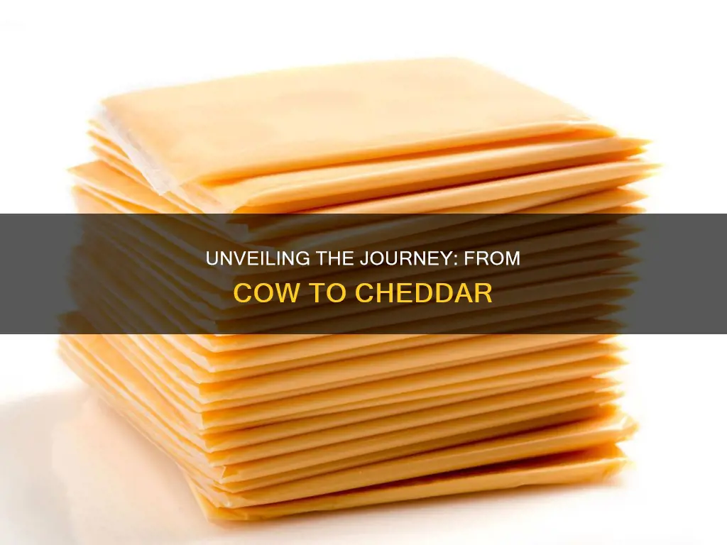 how procesed is chedder cheese