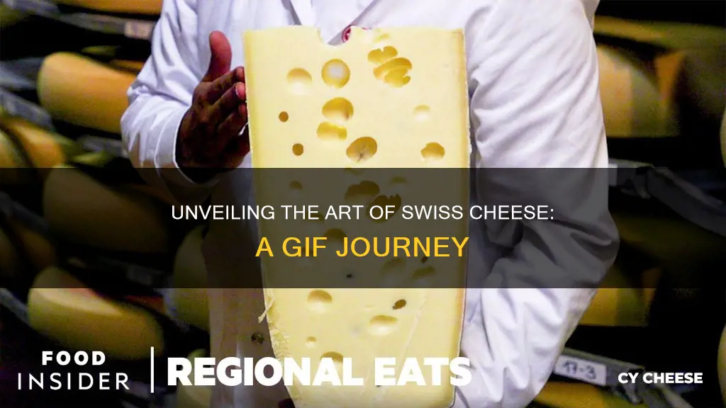 how swiss cheese is made gif