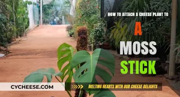 Attaching Your Cheese Plant to a Moss Stick: A Simple Guide