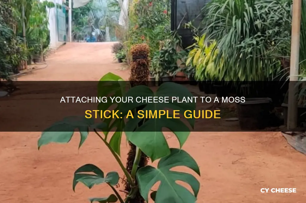 how to attach a cheese plant to a moss stick