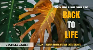 Reviving Swiss Cheese Plants: A Step-by-Step Guide
