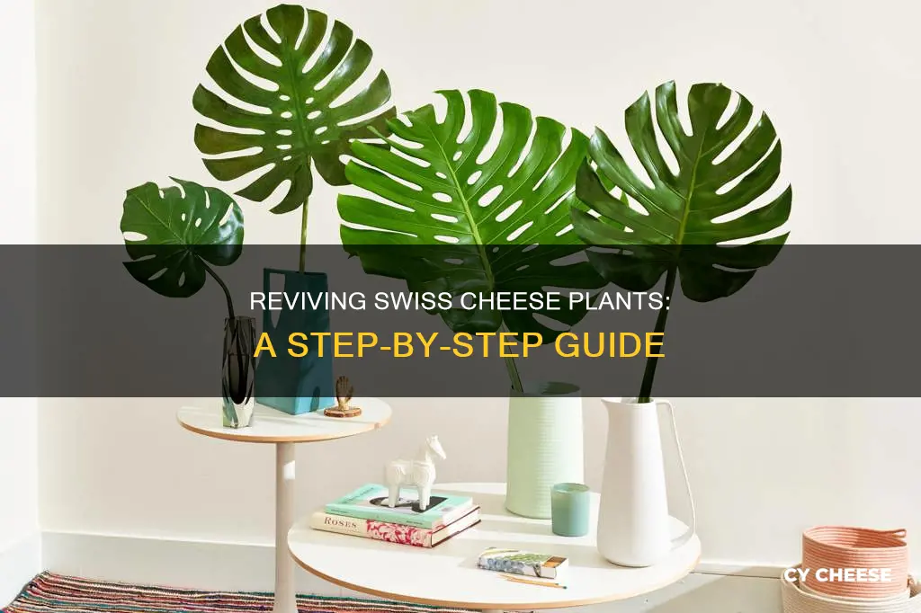 how to bring a swiss cheese plant back to life