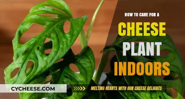 Caring for Your Cheese Plant: Indoor Tips for Healthy Growth