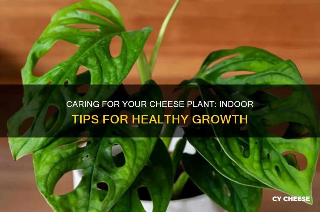 how to care for a cheese plant indoors