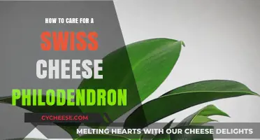 The Ultimate Guide to Nurturing Swiss Cheese Philodendron