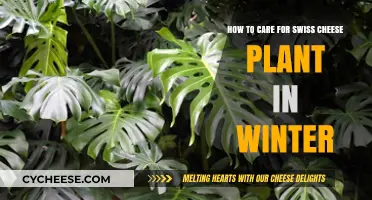 Winter Care Guide for Swiss Cheese Plants