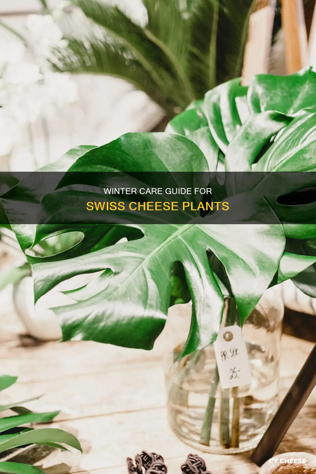 how to care for swiss cheese plant in winter