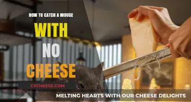 Creative Mouse Trapping: Cheese-Free Strategies to Catch Pesky Rodents Fast