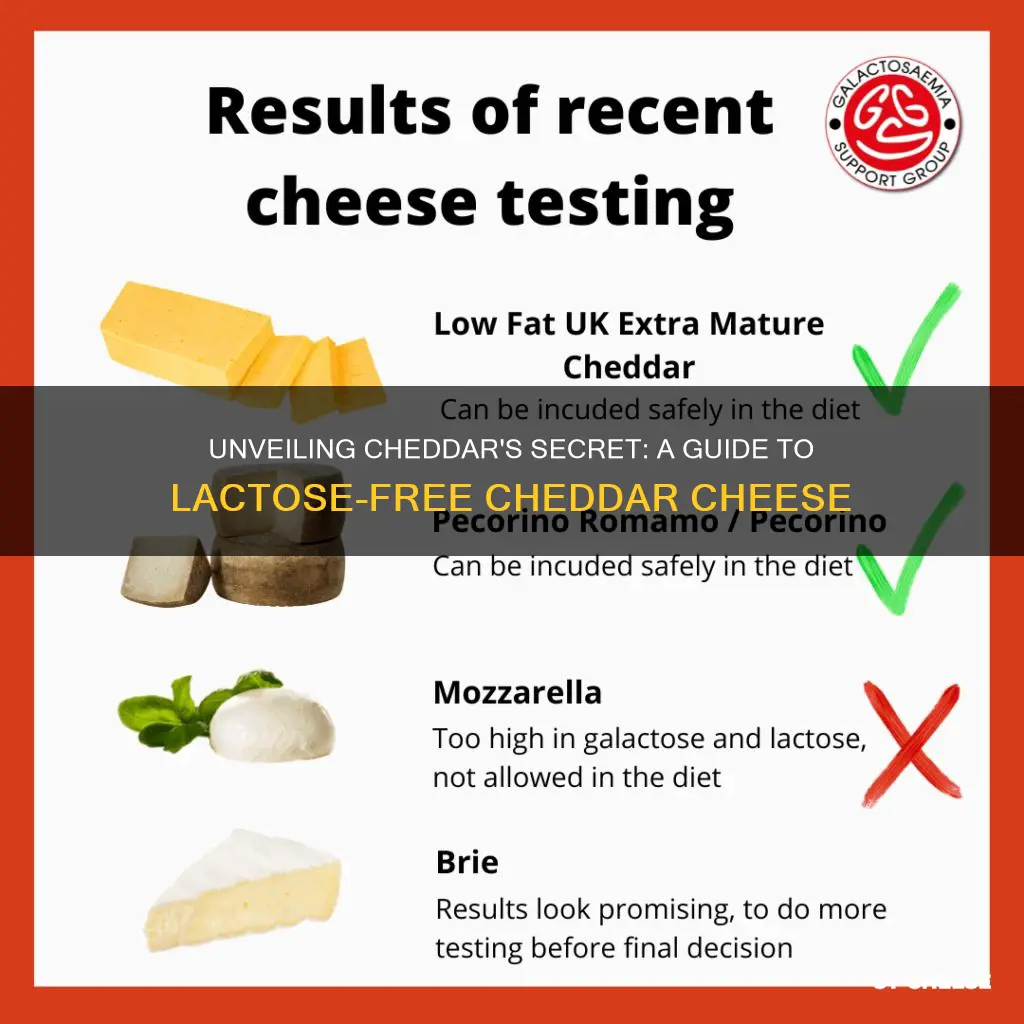 how to check if cheddar cheese is lactose free