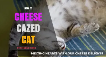 Mastering the Art of Soothing a Frazzled Feline: Quick Tips