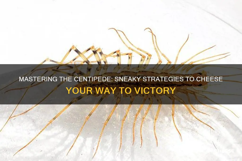 how to cheese the centipede