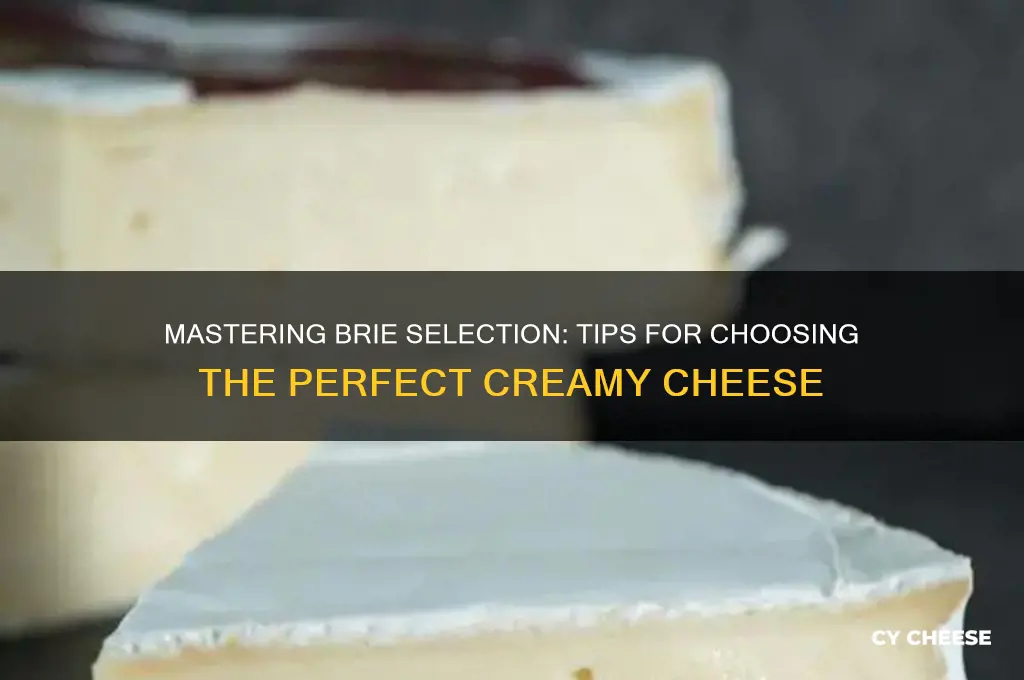 how to choose brie cheese