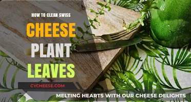 Cleaning Swiss Cheese Plant Leaves: A Step-by-Step Guide