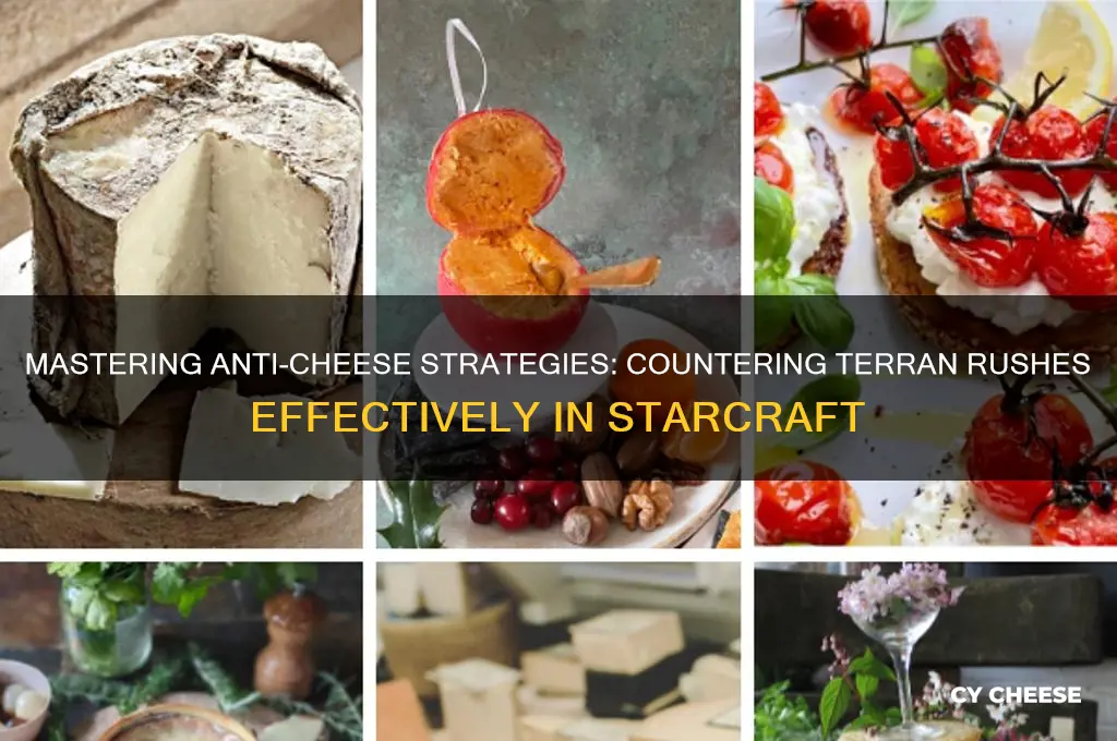 how to combat terran cheese