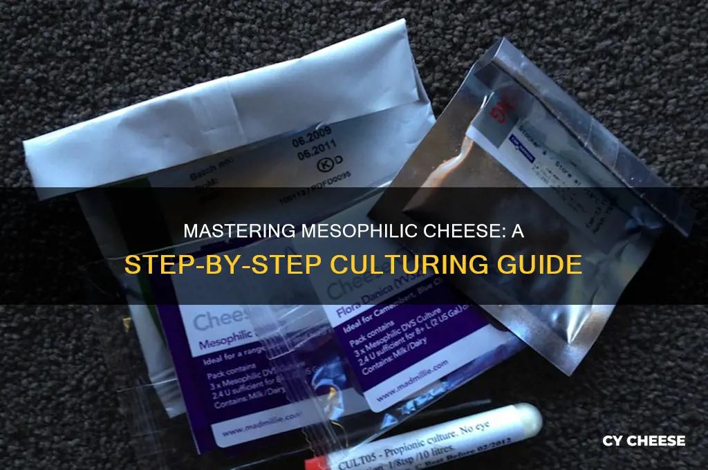 how to culture mesophilic cheese