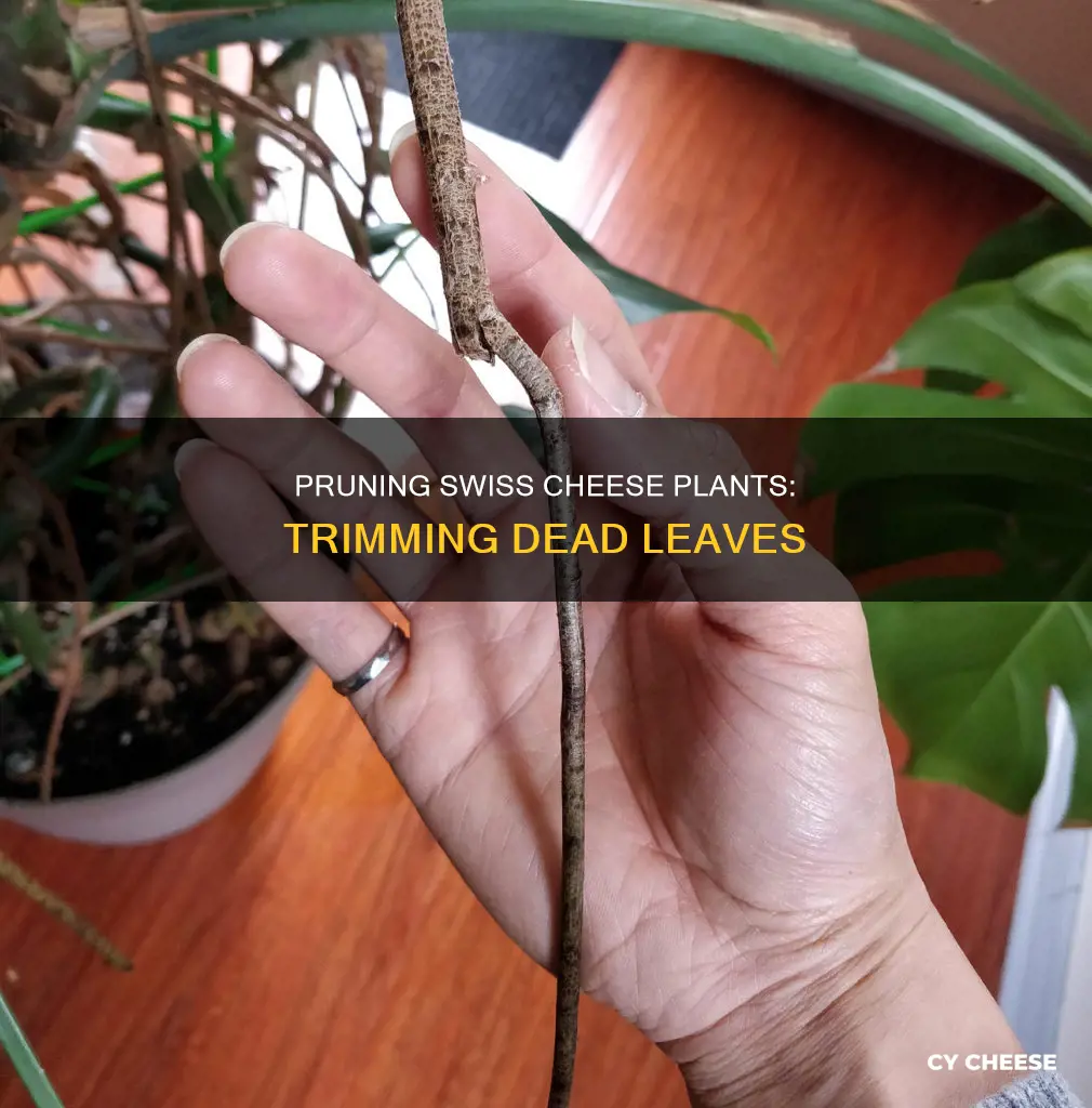 how to cut dead leaves off swiss cheese plant