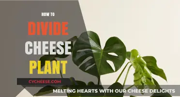 Mastering Cheese Plant Propagation: Simple Steps to Divide and Grow