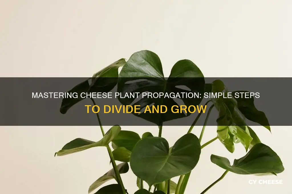 how to divide cheese plant