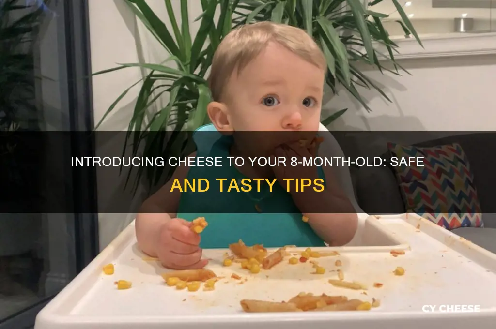 how to feed cheese to 8 month baby