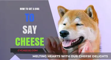 Teach Your Dog to Say Cheese: A Simple Guide