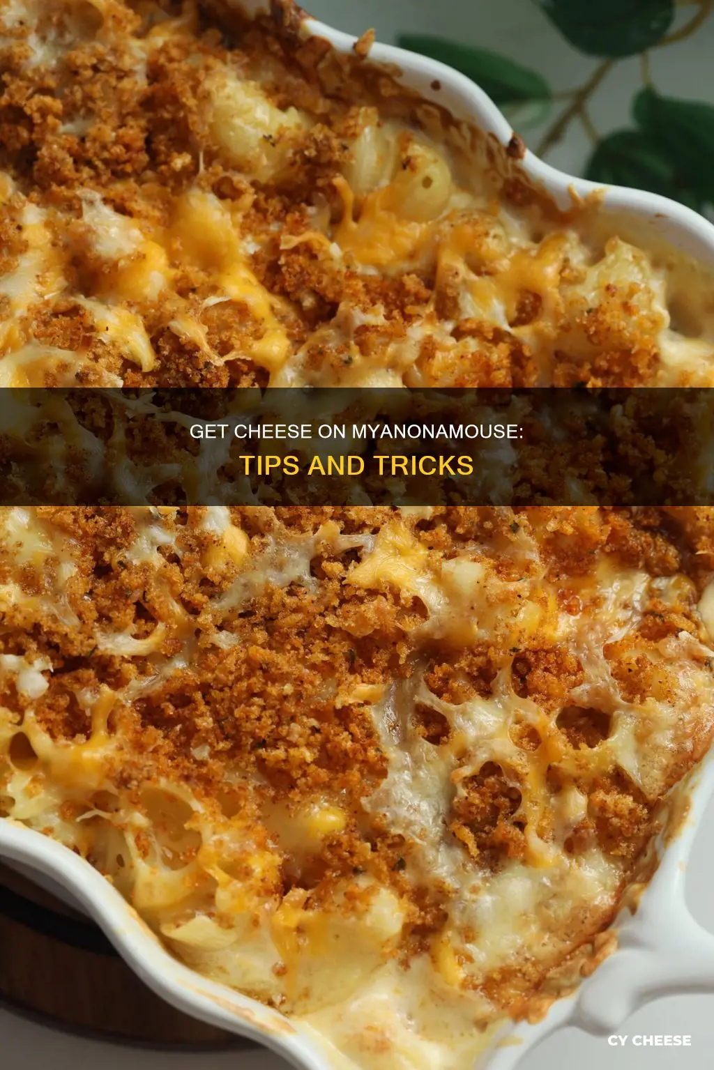 how to get cheese on myanonamouse