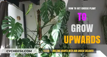 Guide for Training Cheese Plants to Grow Upwards