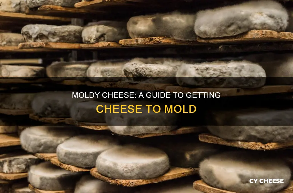 how to get cheese to mold