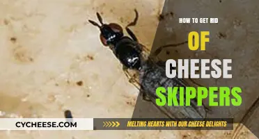 Effective Ways to Get Rid of Cheese Skippers