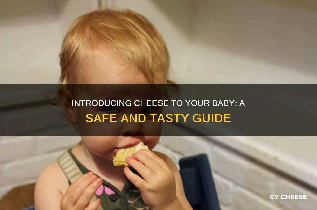 how to give baby cheese