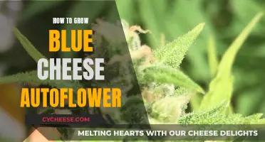 Blue Cheese Autoflower: A Guide to Growing Success