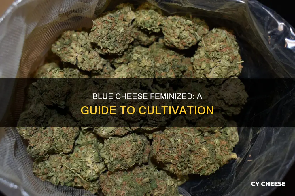 how to grow blue cheese feminized
