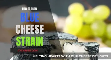 Blue Cheese Strain: A Beginner's Guide to Cultivation