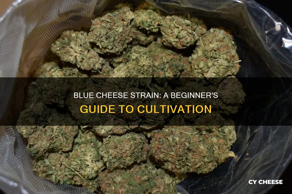 how to grow blue cheese strain