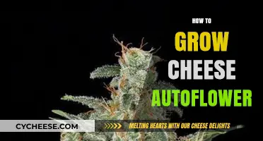 Mastering Cheese Autoflower Cultivation: Essential Tips for a Bountiful Harvest