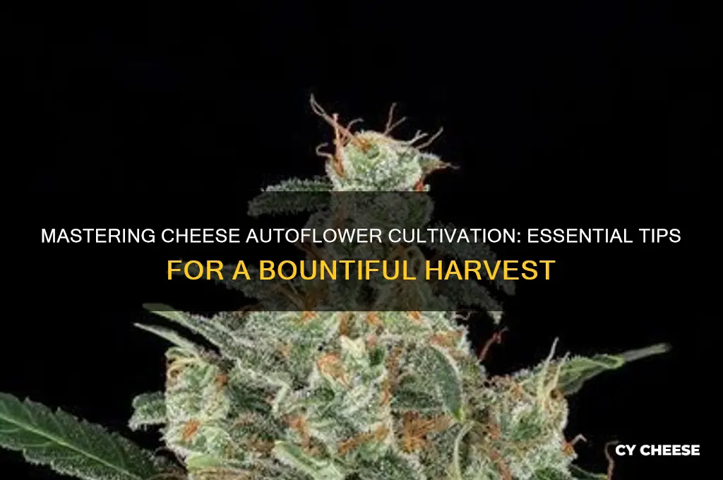 how to grow cheese autoflower