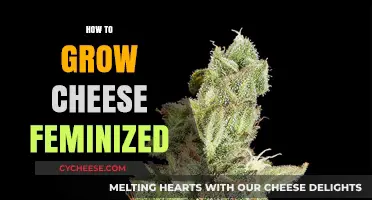 Mastering Cheese Feminized Cultivation: A Comprehensive Growing Guide