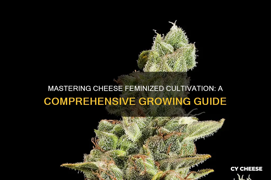 how to grow cheese feminized