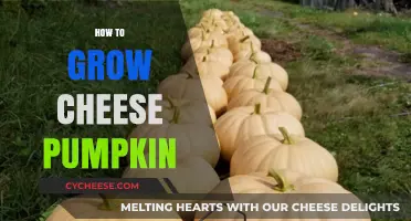 Growing Cheese Pumpkins: A Step-by-Step Guide for Bountiful Harvests