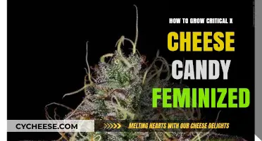 Mastering the Art of Growing Critical X Cheese Candy Feminized